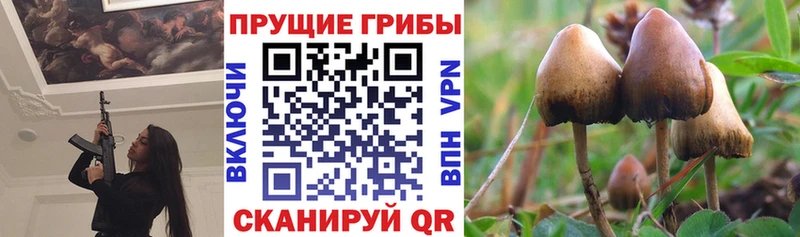 Псилоцибиновые грибы прущие грибы  Купить  Зуевка 